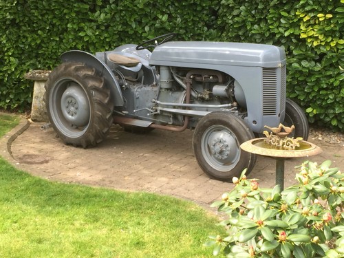 Grey ferguson tel vineyard - grey,